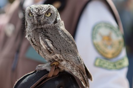 Een elf owl in het Desert Museum, Arizona